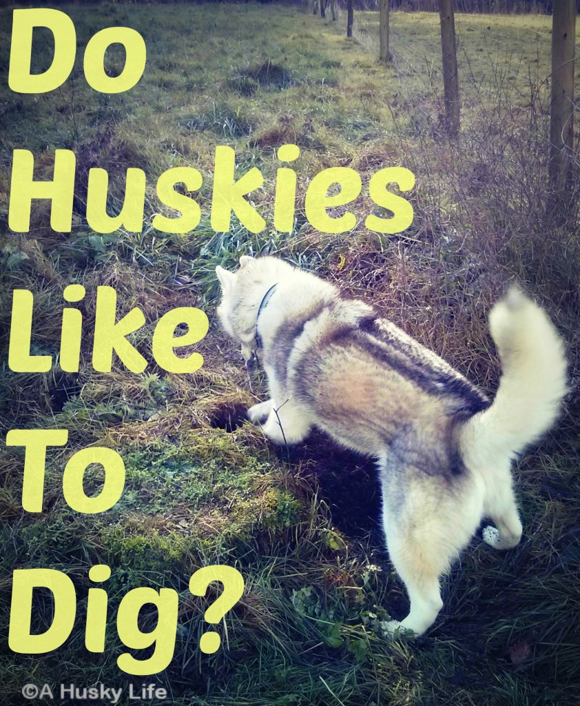 do huskies like to dig?