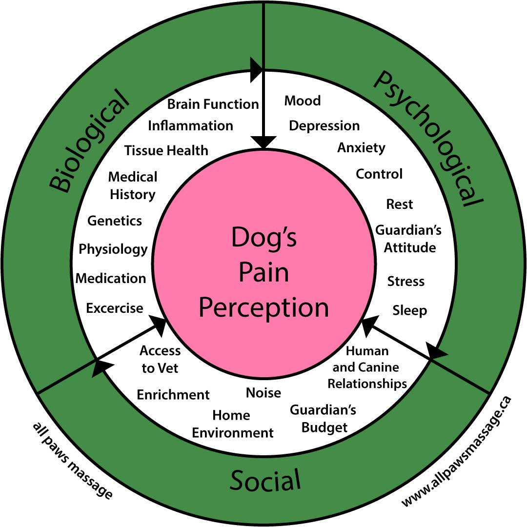 How Do Dogs Perceive Pain Biopsychosocial Model Of Pain In Dogs A 