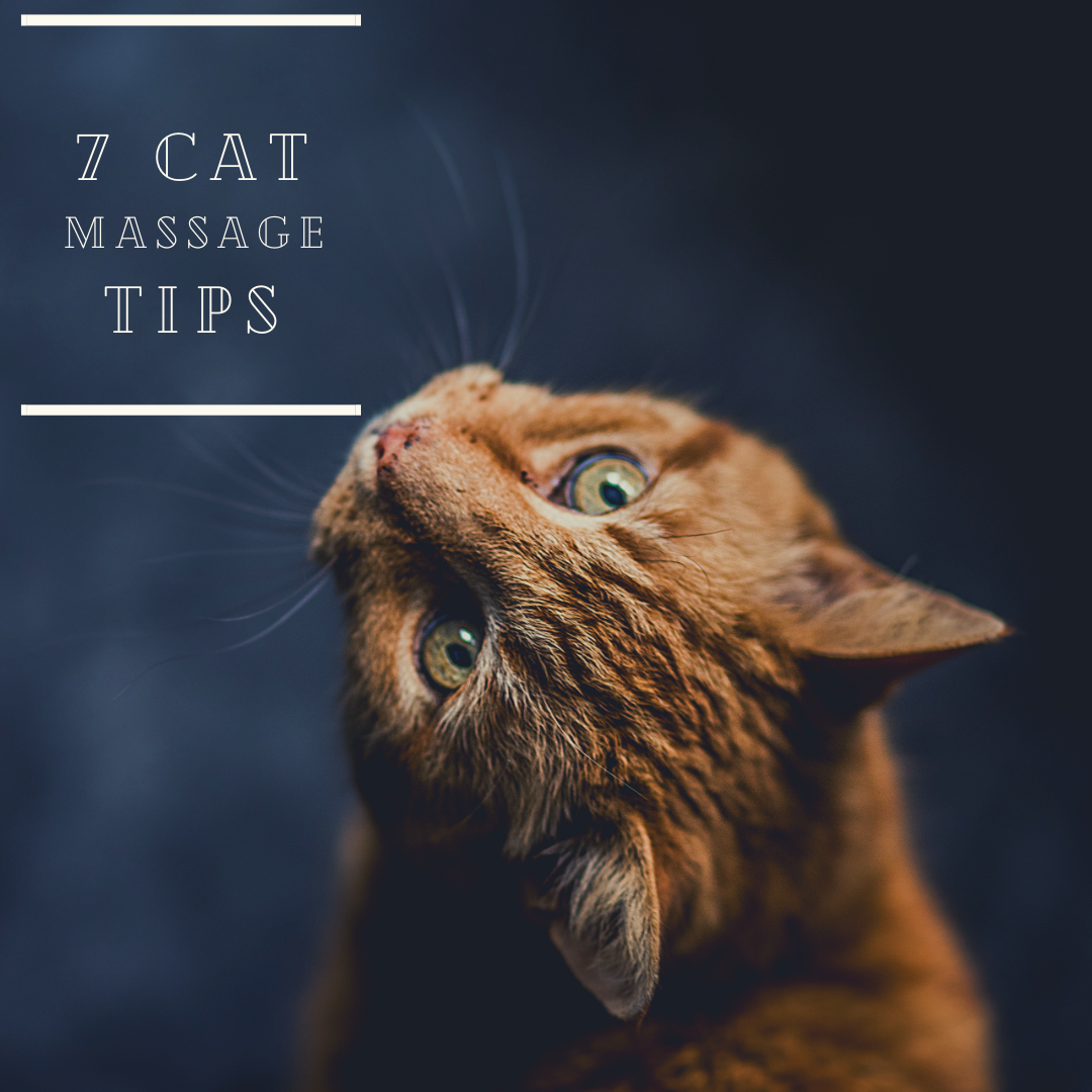 7 Cat Massage Tips A Husky Life